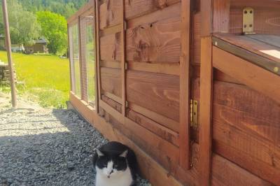 Domáce zvieratko v exteriéri, Chata Srdcovka (predtým Privat Bachledova dolina), Ždiar