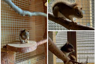 Kanadské veveričky v exteriéri, Chaty Cézar a Leon v Zuberci, Zuberec
