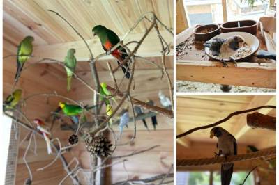 Austrálske papagáje v exteriéri, Chaty Cézar a Leon v Zuberci, Zuberec