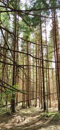 Ubytovanie priamo v lese Slovensko, Jariabka Chalet Zrub Nízke Tatry- terasa, gril, priestor na hry, zeleny les Vás naplnia energiou, Jarabá