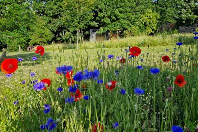 Kvetinová lúka, Meadow, Modra