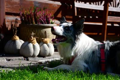 Chalúpka VEĎveďŠAKšak, Nižná Boca